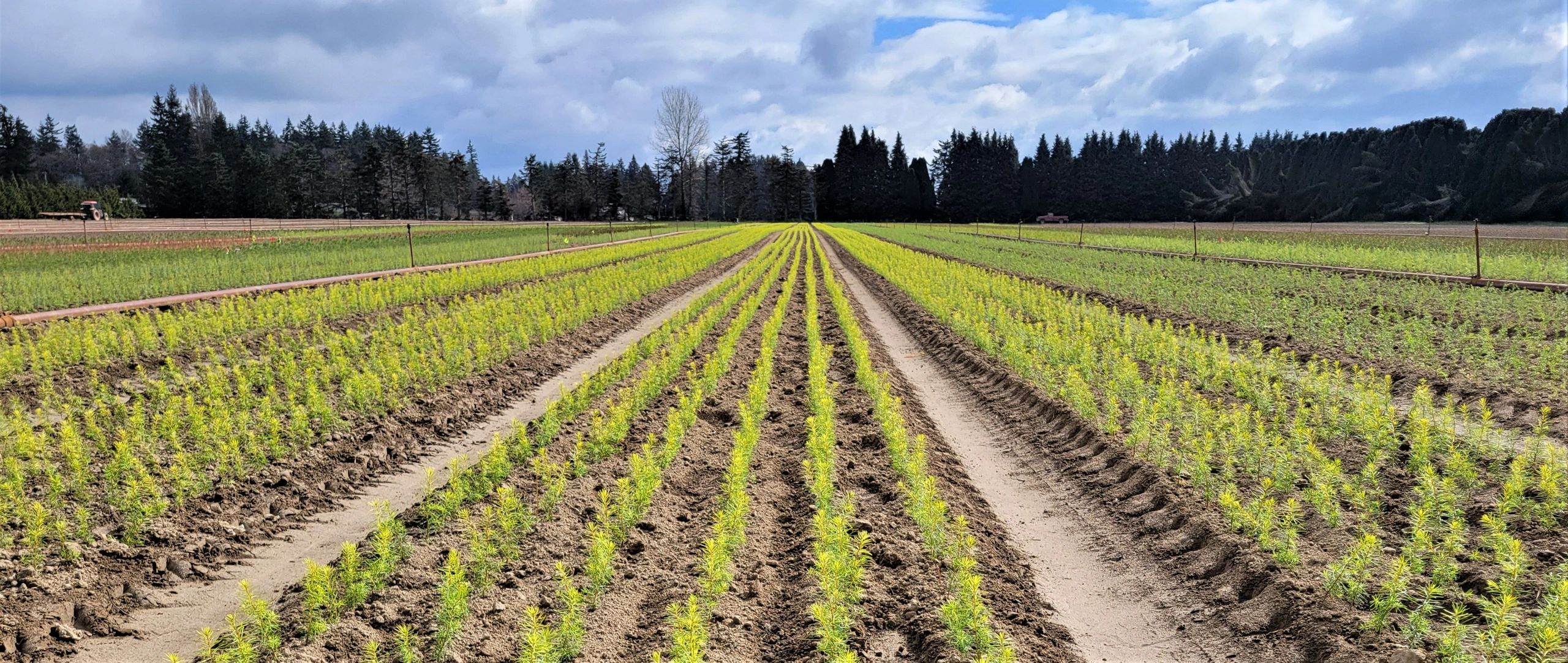 Current Availability